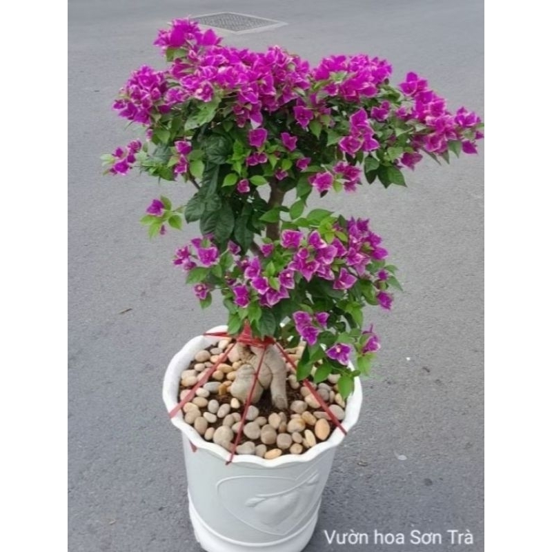 (VHST giao trong ngày) Cây BÔNG GIẤY HOA TÍM.