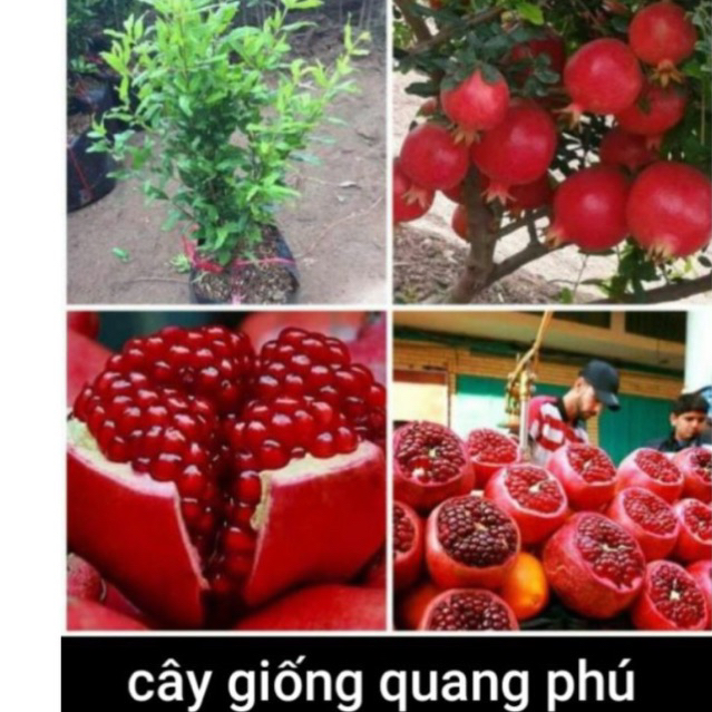 LỰU ĐỎ ẤN ĐỘ (loại chiết cành)