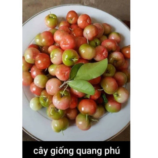CÂY SƠRI THÁI Quang.Phú,CÂY CHIẾT CÀNH