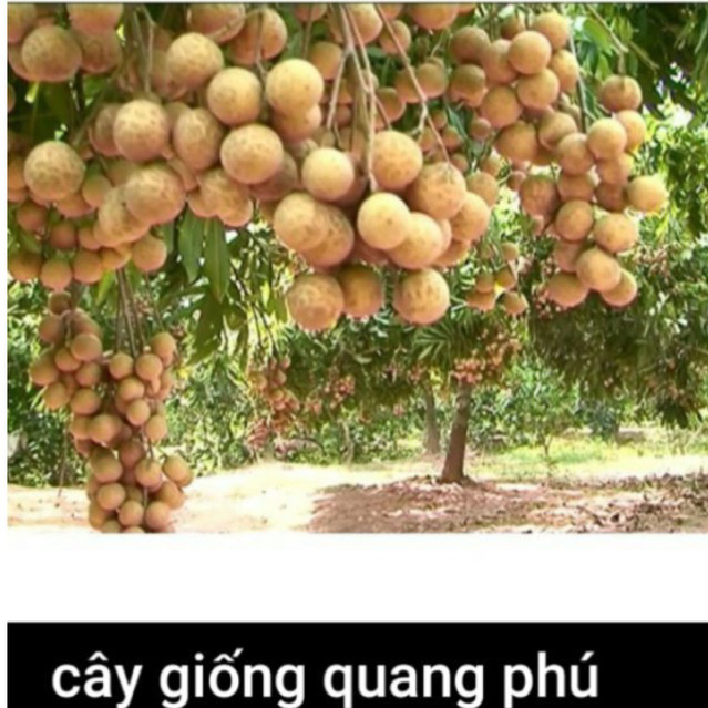 CÂY THANH NHÃN Quang.Phú (NHÃN BẮP CẢI )