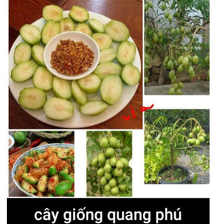 CÓC THÁI ,SIÊU LÙN SIÊU QUẢ