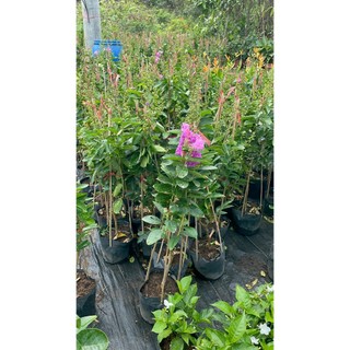 Cây BẰNG LĂNG TÍM cao 60~80cm-88