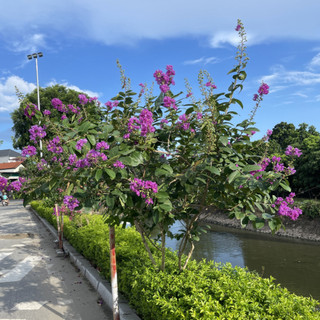 Cây BẰNG LĂNG TÍM cao 60~80cm-88