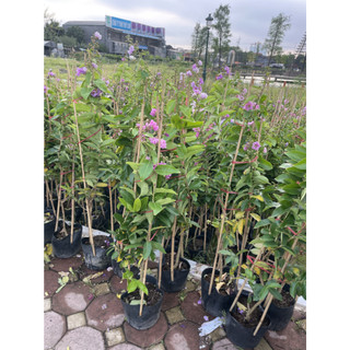Cây BẰNG LĂNG TÍM cao 60~80cm-88