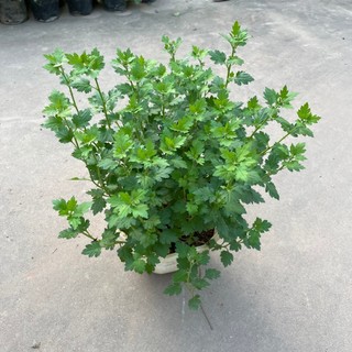 Hoa Cúc Vàng Giỏ Treo