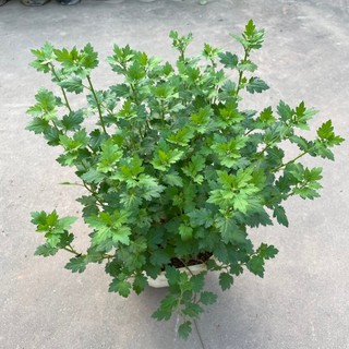 Hoa Cúc Vàng Giỏ Treo