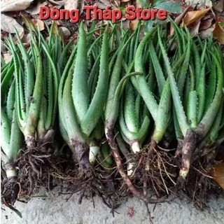Combo 5 Cây Nha Đam Giống Mỹ, 1kg Bẹ To (20_30cm), mua 10 tặng 1