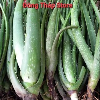 Combo 5 Cây Nha Đam Giống Mỹ, 1kg Bẹ To (20_30cm), mua 10 tặng 1