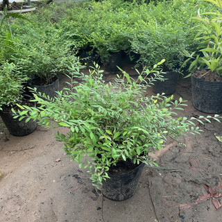 Cây SƠN LIỄU RỦ 20-25cm, lá rủ xanh đẹp, cây bầu rễ chắc khỏe phát triển nhanh