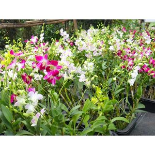Cây LAN HỒ ĐIỆP mini (Chỉ giao miền Bắc+Bắc miền Trung)