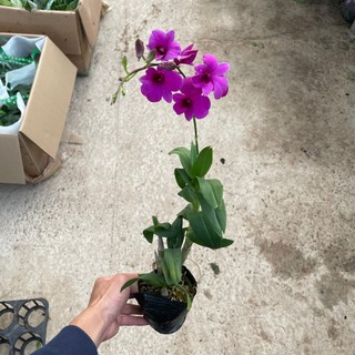 Cây LAN HỒ ĐIỆP mini (Chỉ giao miền Bắc+Bắc miền Trung)