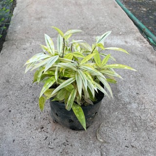 Bụi TRÚC NHẬT VÀNG mini, bầu 15-20cm lá vàng nhiều thân khỏe