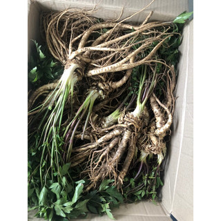 1kg sâm đương quy tươi có vị ngọt tính ấm 4,5 củ /kg:90k/2kg
