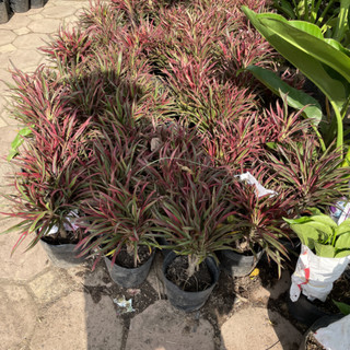 Cây ÁNH DƯƠNG lá đỏ cao 25cm [sp23]