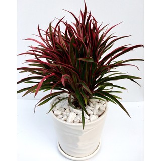 Cây ÁNH DƯƠNG lá đỏ cao 25cm [sp23]