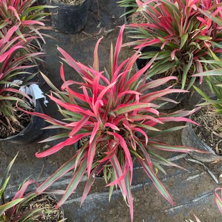 Cây ÁNH DƯƠNG lá đỏ cao 25cm [sp23]