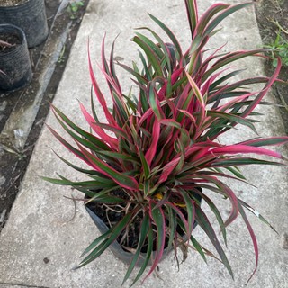 Cây ÁNH DƯƠNG lá đỏ cao 25cm [sp23]