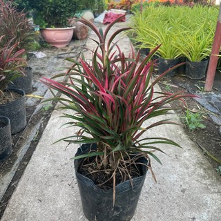 Cây ÁNH DƯƠNG lá đỏ cao 25cm [sp23]