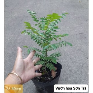 (VHST giao trong ngày) CÂY CÀ RI, 30-120cm.