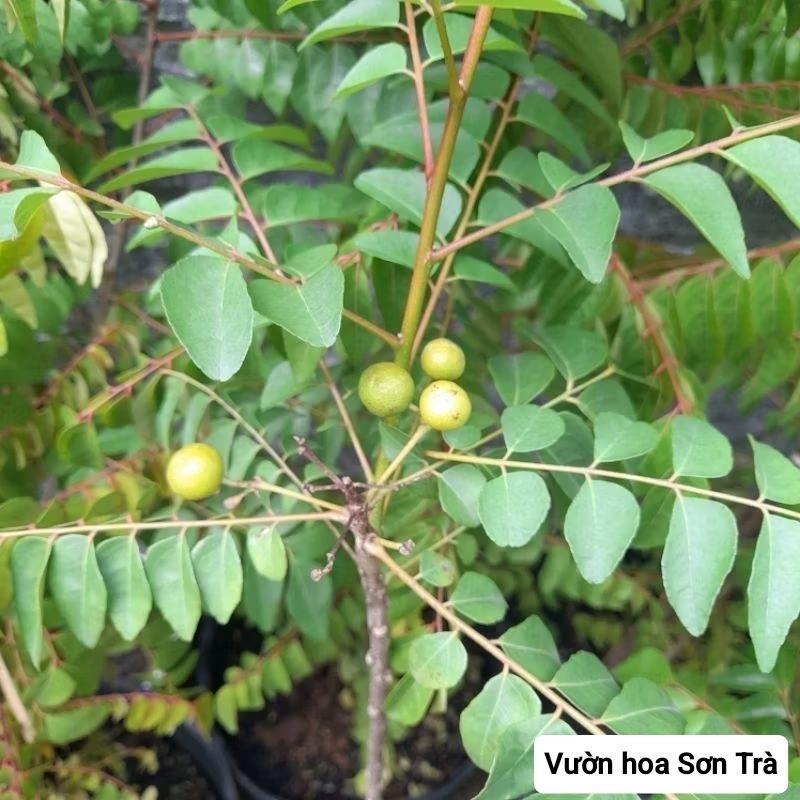 (VHST giao trong ngày) CÂY CÀ RI, 30-120cm.