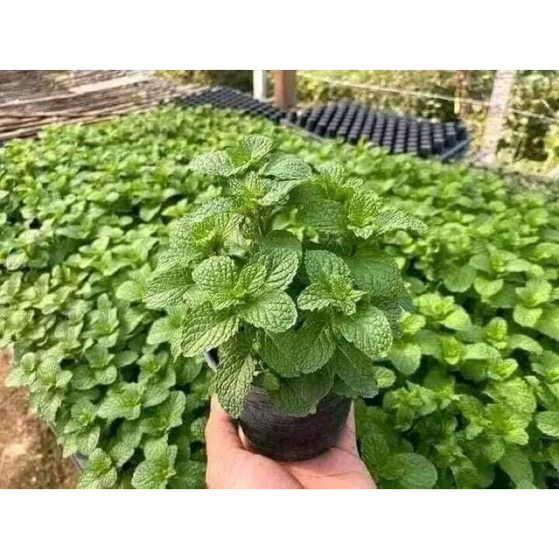 Hạt giống rau húng lủi - húng quế bạc hà