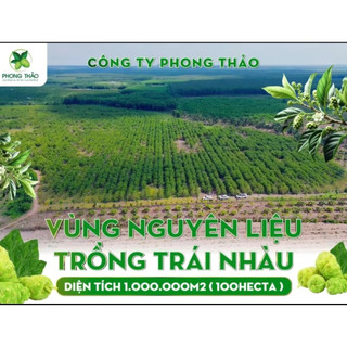 [ COMBO 2 LÍT ] Nước cốt Nhàu nguyên chất Phong Thảo