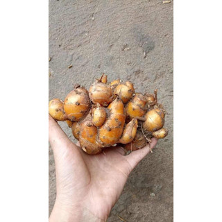 Địa liền nương  1kg, sá kén- trồng nương nói không với thuoc Bvtv