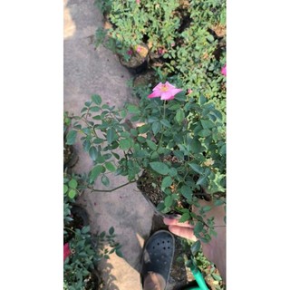 Cây Hoa hồng quế sai hoa, sống khỏe, ít sâu bệnh