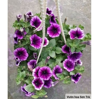 (VHST giao trong ngày) CÂY HOA DẠ YẾN THẢO đang hoa.