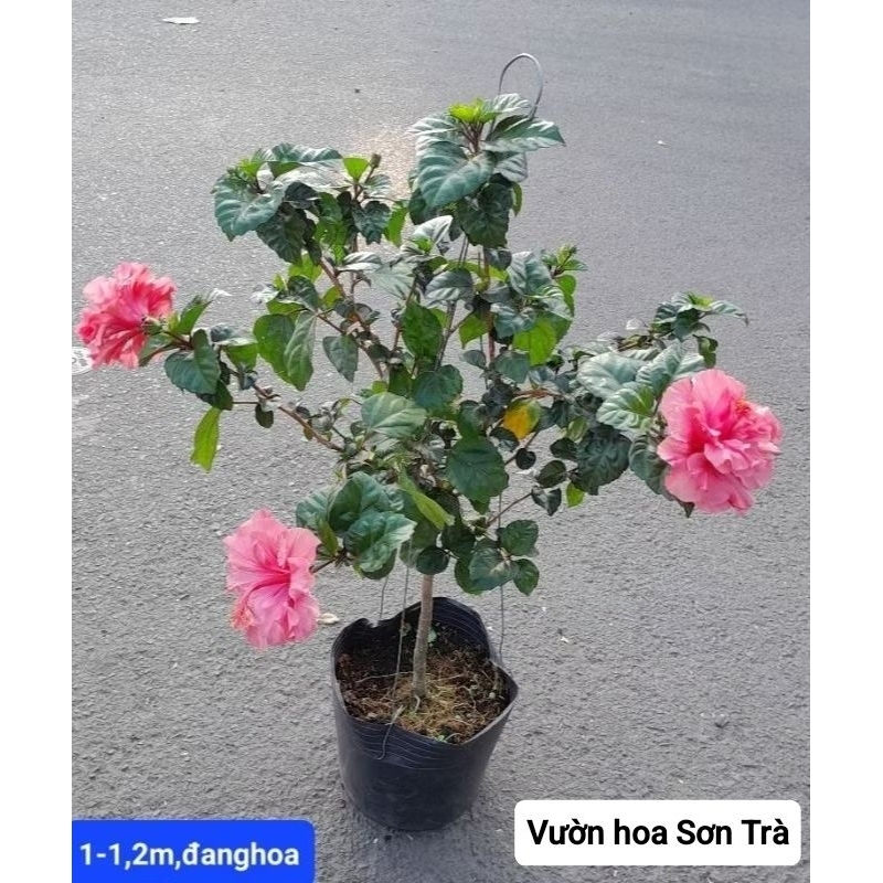 (VHST giao trong ngày) CÂY HOA DÂM BỤT thân gỗ.