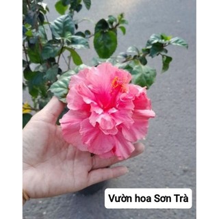 (VHST giao trong ngày) CÂY HOA DÂM BỤT thân gỗ.