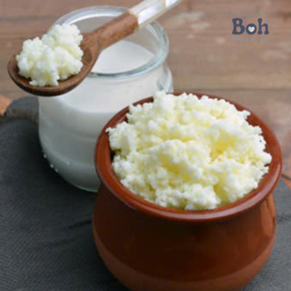 Nấm Sữa Kefir - Con Men Làm Sữa Chua Tại Nhà Cực Dễ, Không Cần Ủ Nhiệt, Thành Phẩm Thơm Ngon Sau 12 Giờ