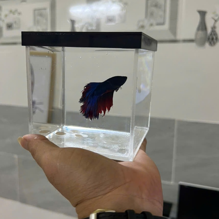 Bể Cá Mini MICA Đài loan trong suốt, Kích thước 10cm x 10cm x10cm,  20cm x 10cm x 10cm.