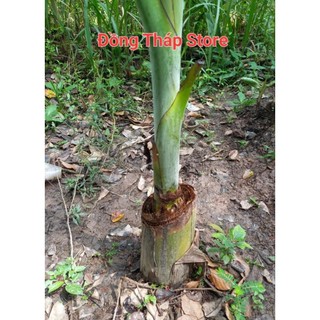 Cây giống chuối cau siêu trái (cao 60cm_1m)