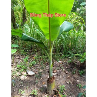 Cây giống chuối cau siêu trái (cao 60cm_1m)