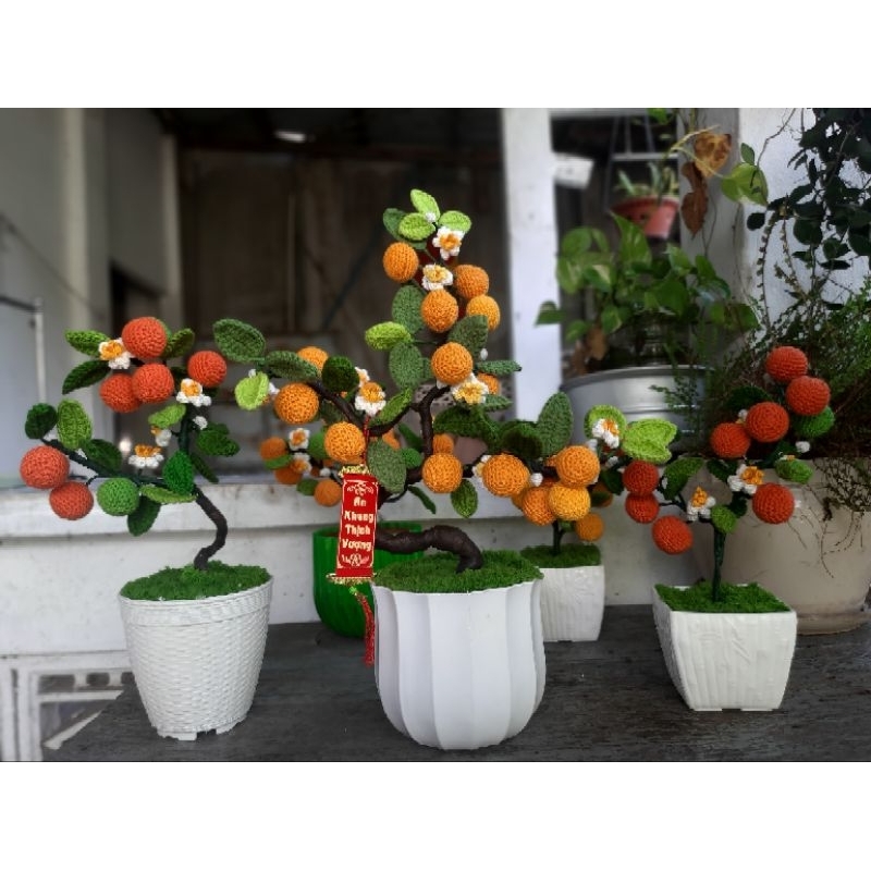 Chậu cây quất
