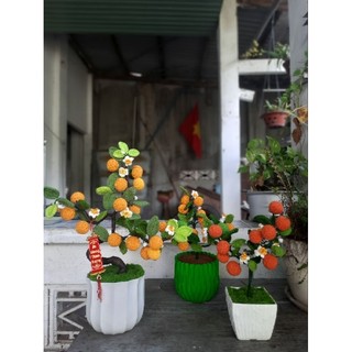 Chậu cây quất