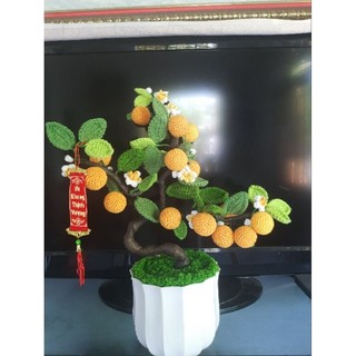 Chậu cây quất