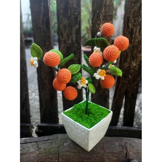 Chậu cây quất