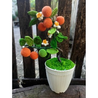 Chậu cây quất