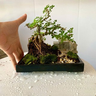 Chậu tiểu cảnh bonsai mini để bàn làm việc phong thủy bao gồm combo chậu và cây giá rẻ cực đẹp