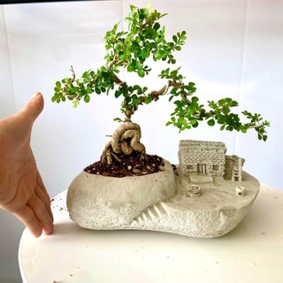 Chậu tiểu cảnh bonsai mini để bàn làm việc phong thủy bao gồm combo chậu và cây giá rẻ cực đẹp
