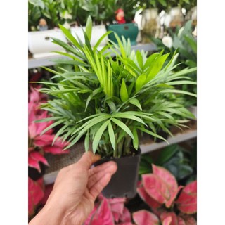 Cau tiểu châm (chậu nhiều thân)