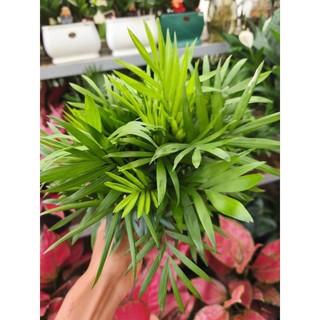 Cau tiểu châm (chậu nhiều thân)