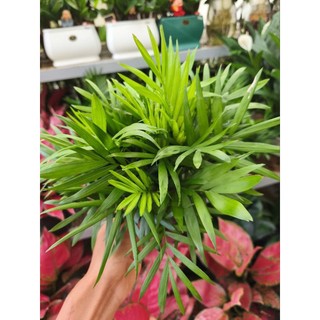 Cau tiểu châm (chậu nhiều thân)