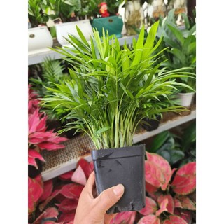 Cau tiểu châm (chậu nhiều thân)