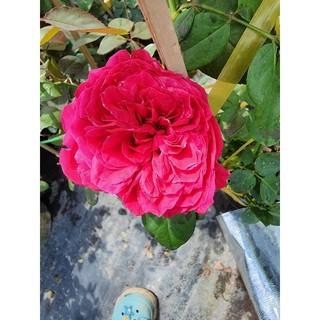 hoa hồng Red Eden