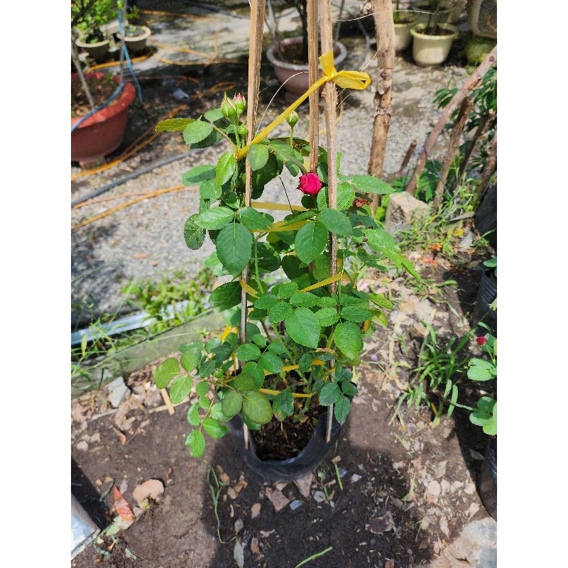 hoa hồng Red Eden