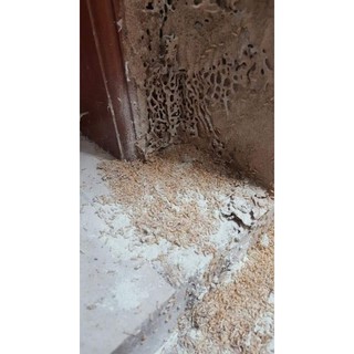 Combo Bộ Diệt mối tận gốc (3hộp, 1lọ PMC90)