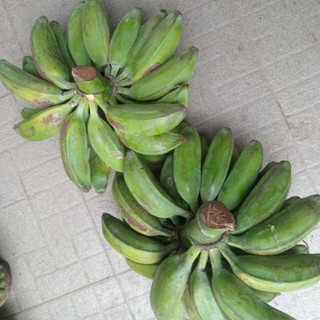 1kg chuối hột tươi. chuối  hot già